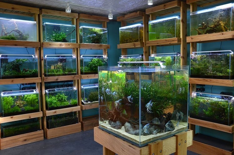 Mẫu shop cá cảnh phong cách thiên nhiên xanh - Mẫu 1 Mẫu shop cá cảnh phong cách thiên nhiên xanh - Mẫu 1