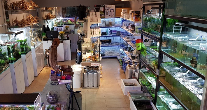 Mẫu thiết kế thi công shop cá cảnh kết hợp phụ kiện - Mẫu 1 Mẫu thiết kế thi công shop cá cảnh kết hợp phụ kiện - Mẫu 1