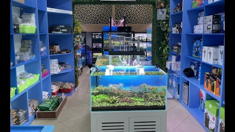 Mẫu thiết kế thi công shop cá cảnh kết hợp phụ kiện - Mẫu 2 Mẫu thiết kế thi công shop cá cảnh kết hợp phụ kiện - Mẫu 2