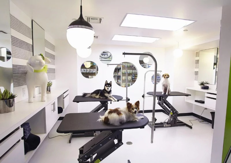 Khu vực grooming trong spa thú cưng với bàn chuyên dụng và ánh sáng tốt. Khu vực grooming trong spa thú cưng với bàn chuyên dụng và ánh sáng tốt.