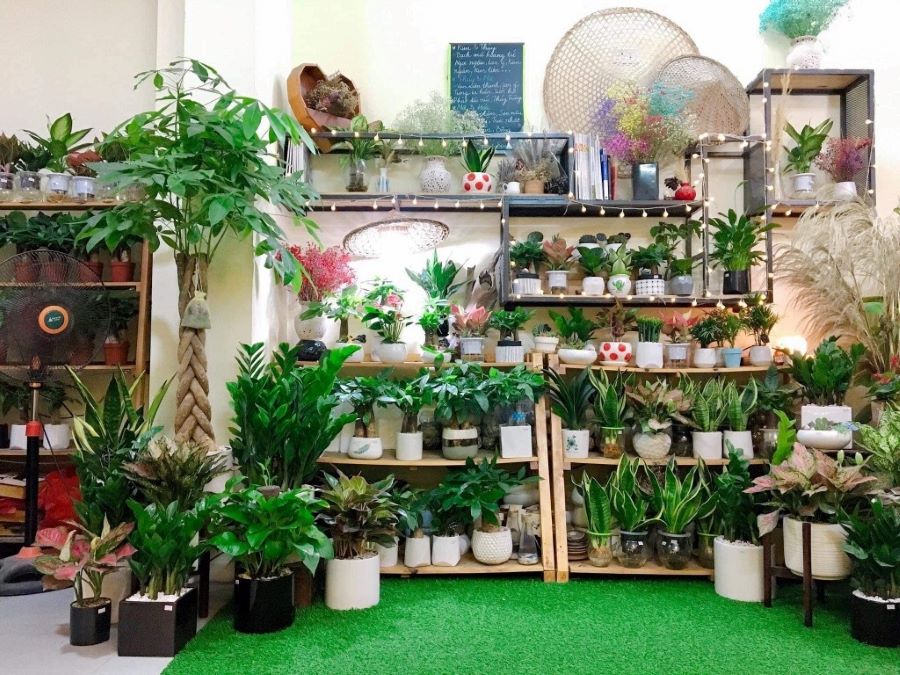 Mẫu shop cây cảnh ngoài trời nhiều ánh sáng tự nhiên - Mẫu 15 Mẫu shop cây cảnh ngoài trời nhiều ánh sáng tự nhiên - Mẫu 15