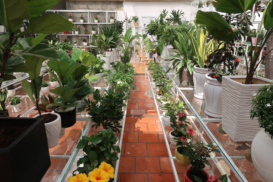 Mẫu shop cây cảnh ngoài trời nhiều ánh sáng tự nhiên - Mẫu 9 Mẫu shop cây cảnh ngoài trời nhiều ánh sáng tự nhiên - Mẫu 9