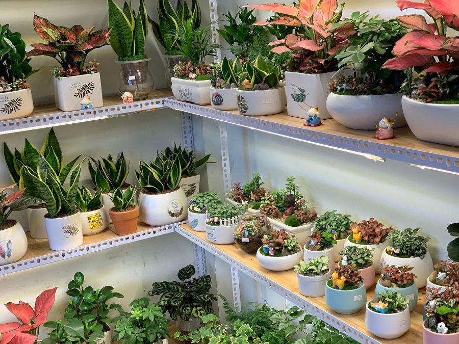 Mẫu shop cây cảnh ngoài trời nhiều ánh sáng tự nhiên - Mẫu 12 Mẫu shop cây cảnh ngoài trời nhiều ánh sáng tự nhiên - Mẫu 12