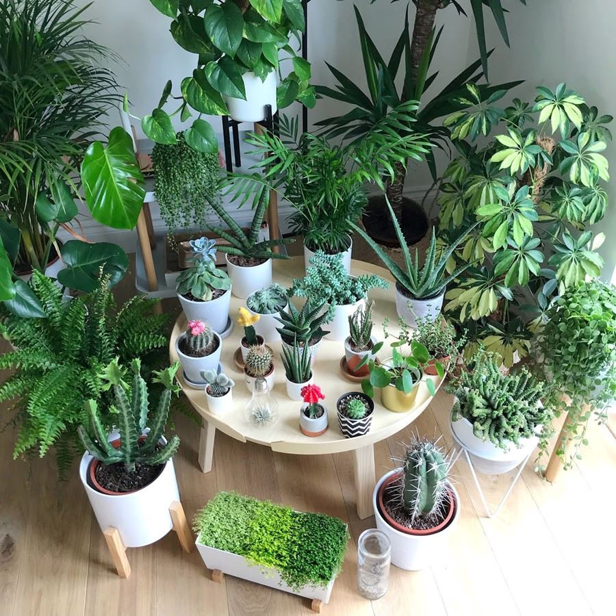 Mẫu shop cây cảnh ngoài trời nhiều ánh sáng tự nhiên - Mẫu 14 Mẫu shop cây cảnh ngoài trời nhiều ánh sáng tự nhiên - Mẫu 14